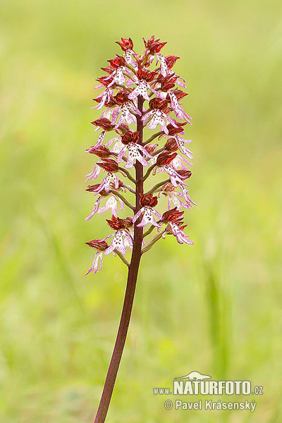 Orchis pourpre