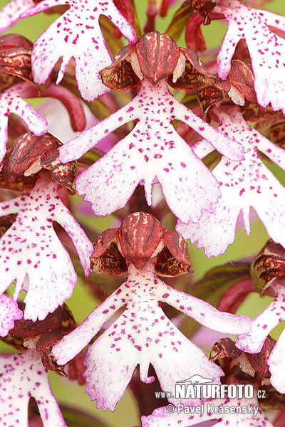 Orchis pourpre