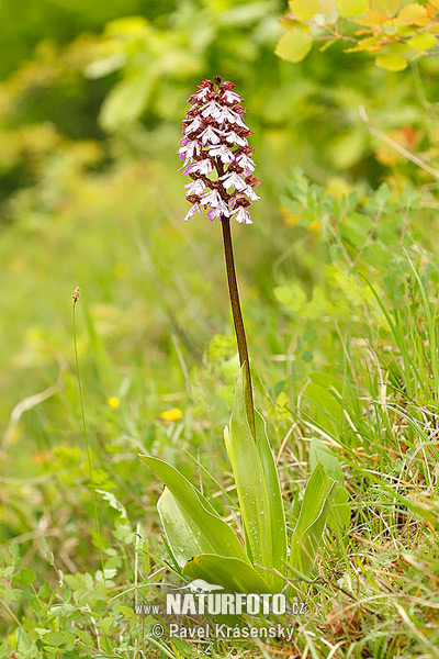 Orchis pourpre