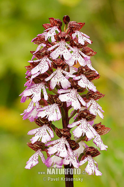 Orchis purpurea