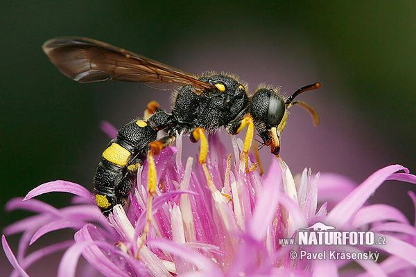 Ornate Tailed Digger Wasp (Cerceris rybyensis)