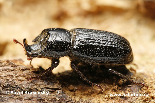 orned stag Rhinoceros Beetle