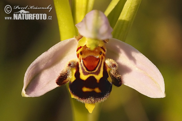 orquídea abeja