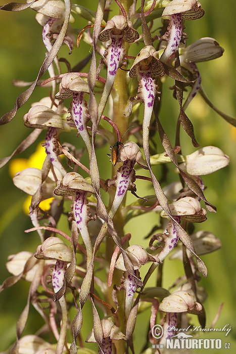 Orquídea del Lagarto