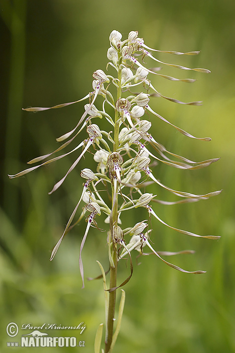 Orquídea del Lagarto