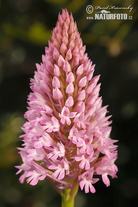 Orquídea piramidal