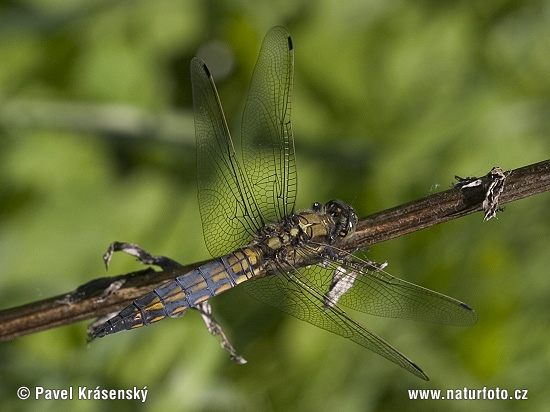 Orthetrum cancellatum