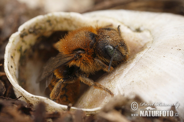 Osmia aurulenta