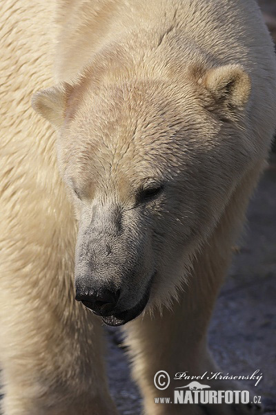 Oso polar