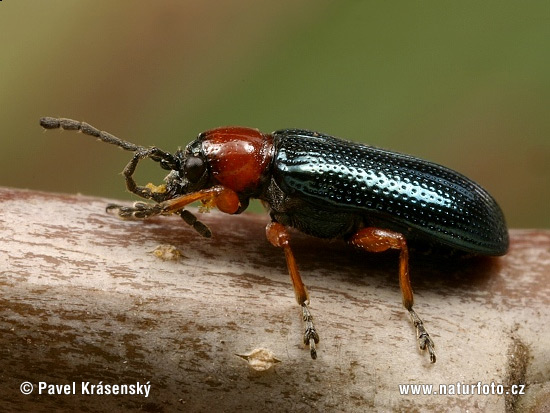 othalsiges Getreidehähnchen