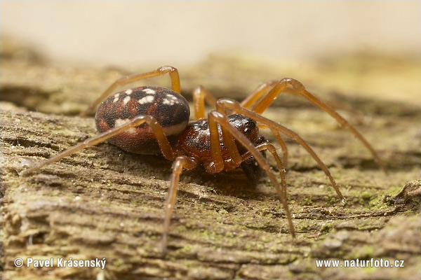 Pachygnatha degeeri