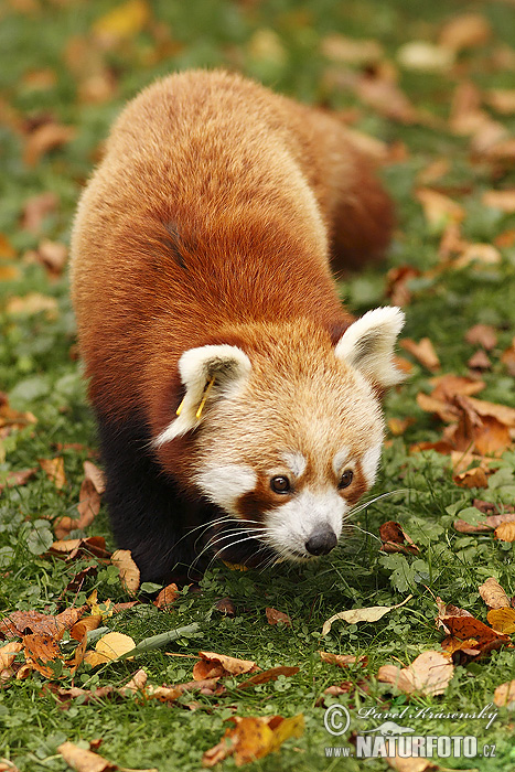 Panda-vermelho