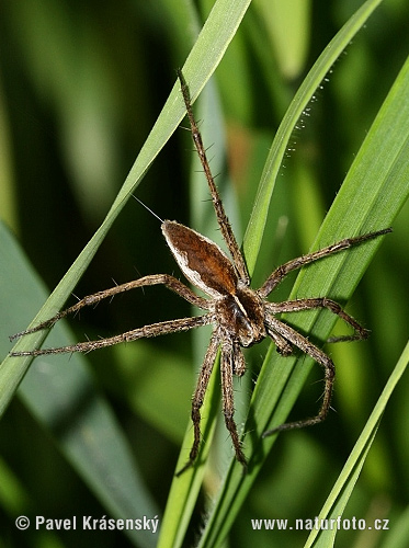 Paprastasis guolininkas