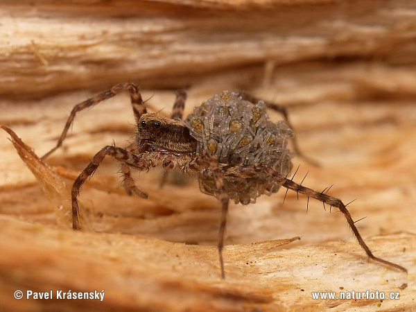 Pardosa lugubris