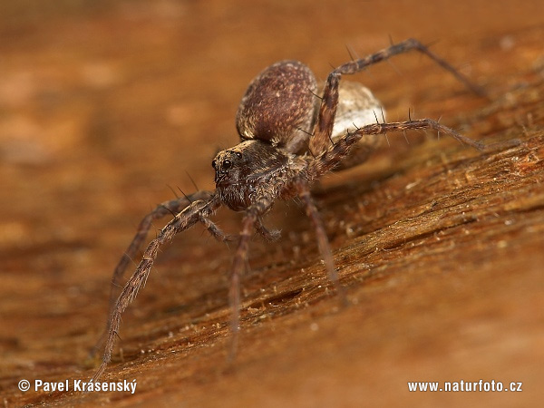 Pardosa lugubris