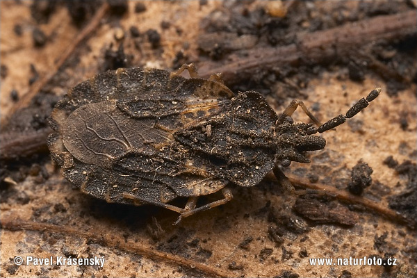 Parent Bug (Aradus sp.)