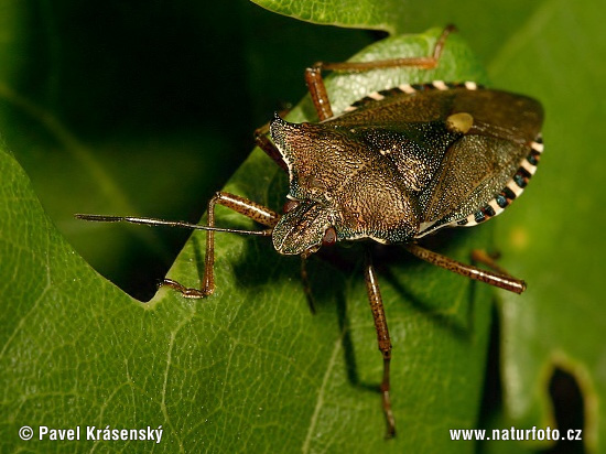 Pentatoma rufipes