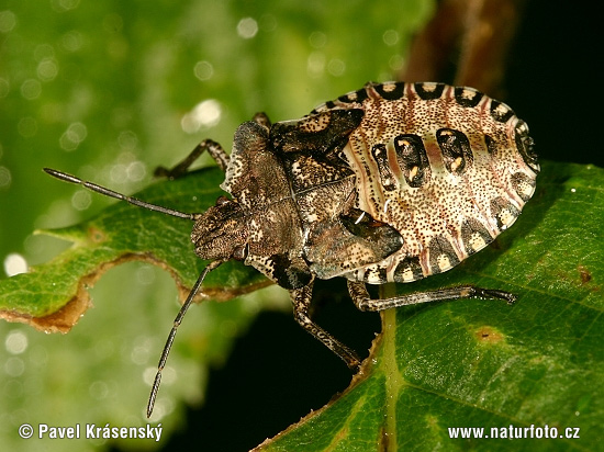 Pentatoma rufipes