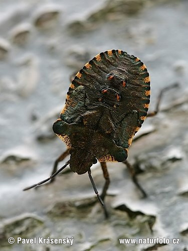 Pentatoma rufipes