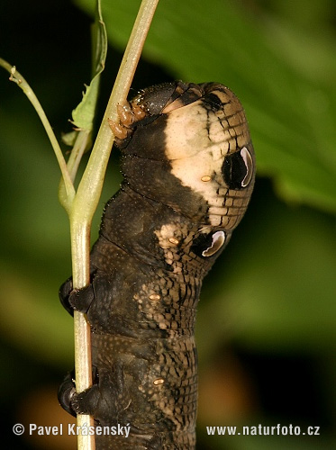 Petit sphinx de la vigne