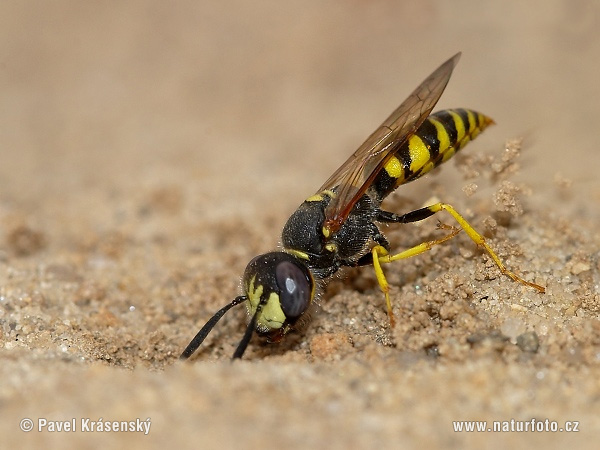 Philanthus triangulum