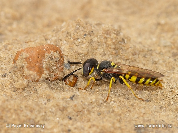 Philanthus triangulum