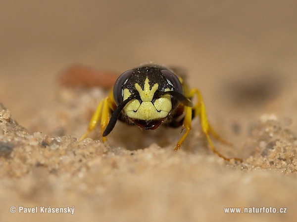 Philanthus triangulum