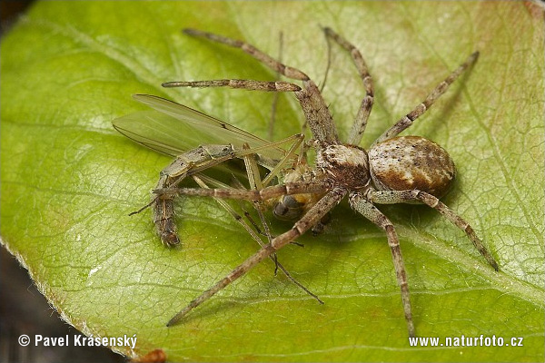 Philodromus sp.