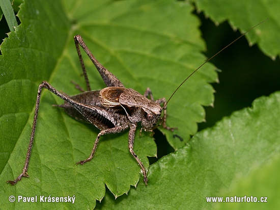 Pholidoptera griseoaptera