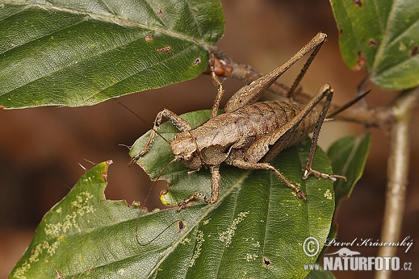 Pholidoptera griseoaptera