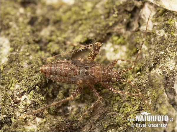 Phytocoris sp.