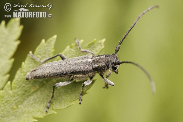 Phytoecia nigricornis