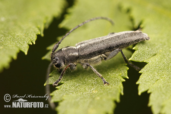 Phytoecia nigricornis