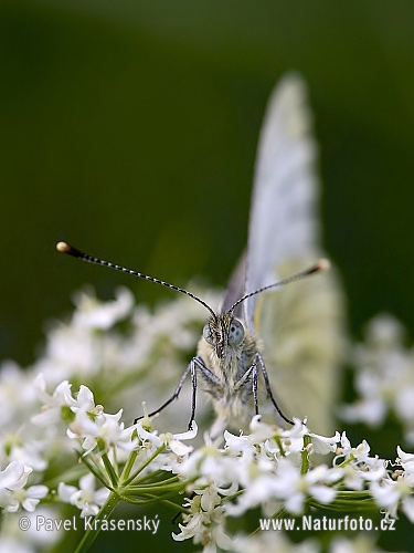 Pieris napi