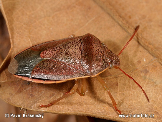 Piezodorus lituratus