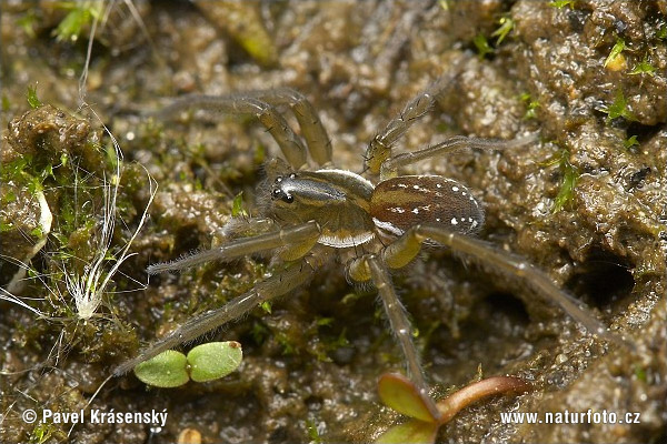 Pirata hygrophilus