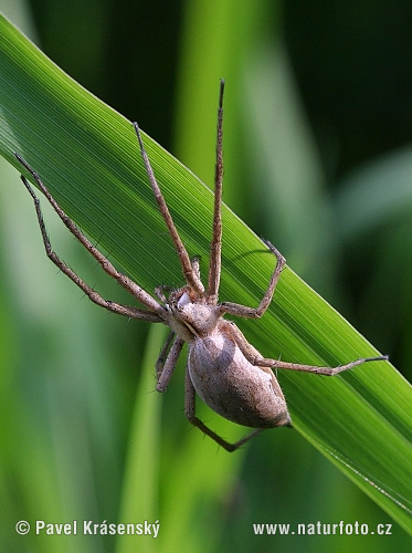 Pisaura mirabilis