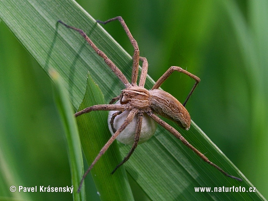 Pisaura mirabilis