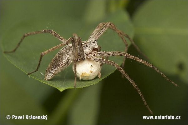 Pisaura mirabilis