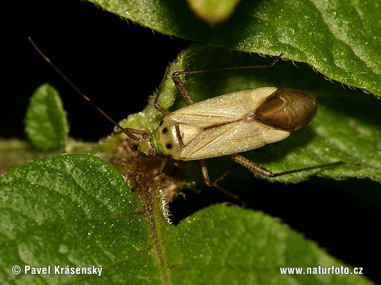 Plant Bug (Adelphocoris quadripunctatus)