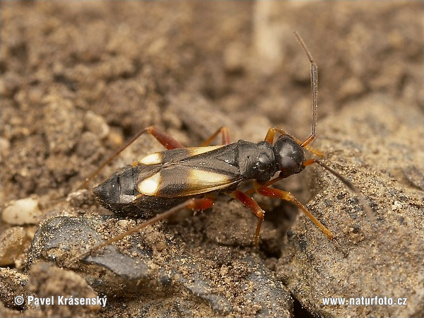 Plant Bug (Globiceps flavomaculatus)