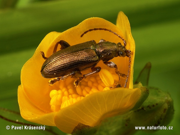 Plateumaris consimilis