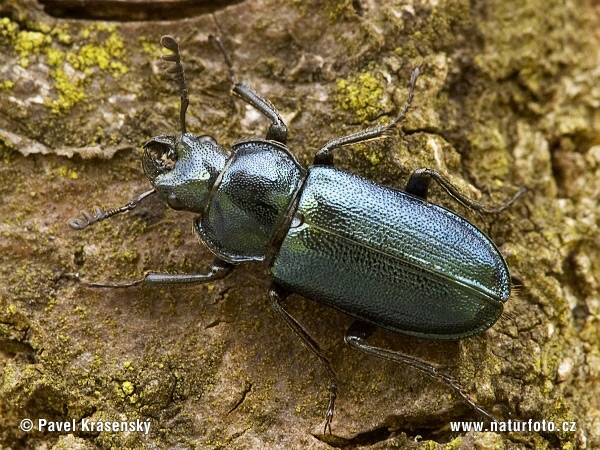 Platycerus caraboides