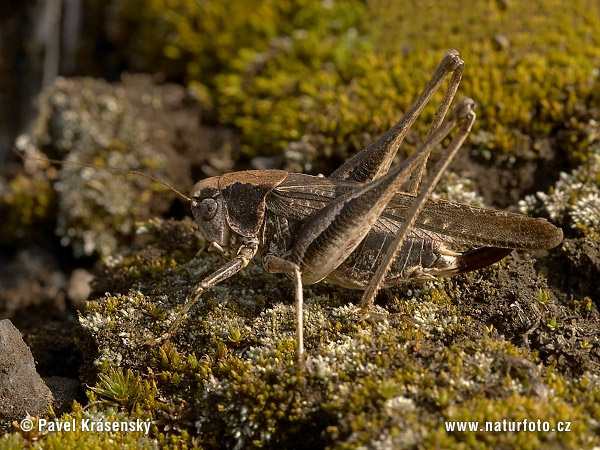 Platycleis albopunctata