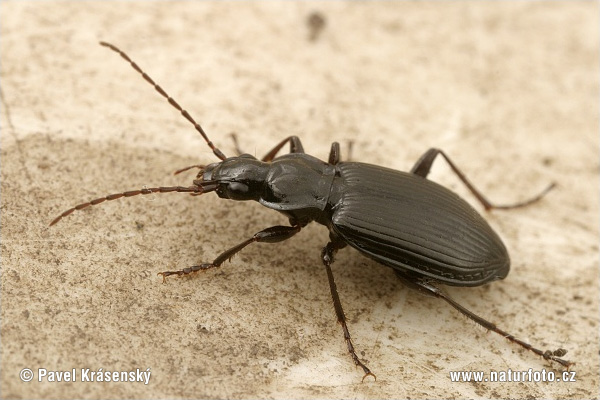 Platynus assimilis