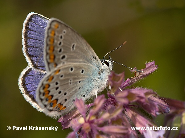 Plebejus cf. argyrognomon