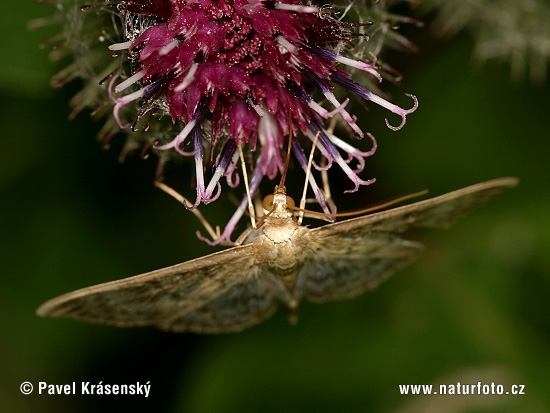 Pleuroptya ruralis