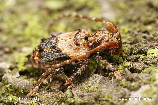 Pogonocherus hispidus