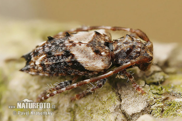 Pogonocherus hispidus