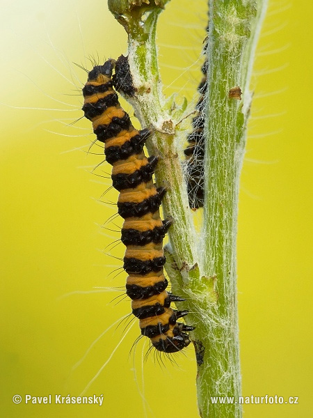 Polilla Cinabrio